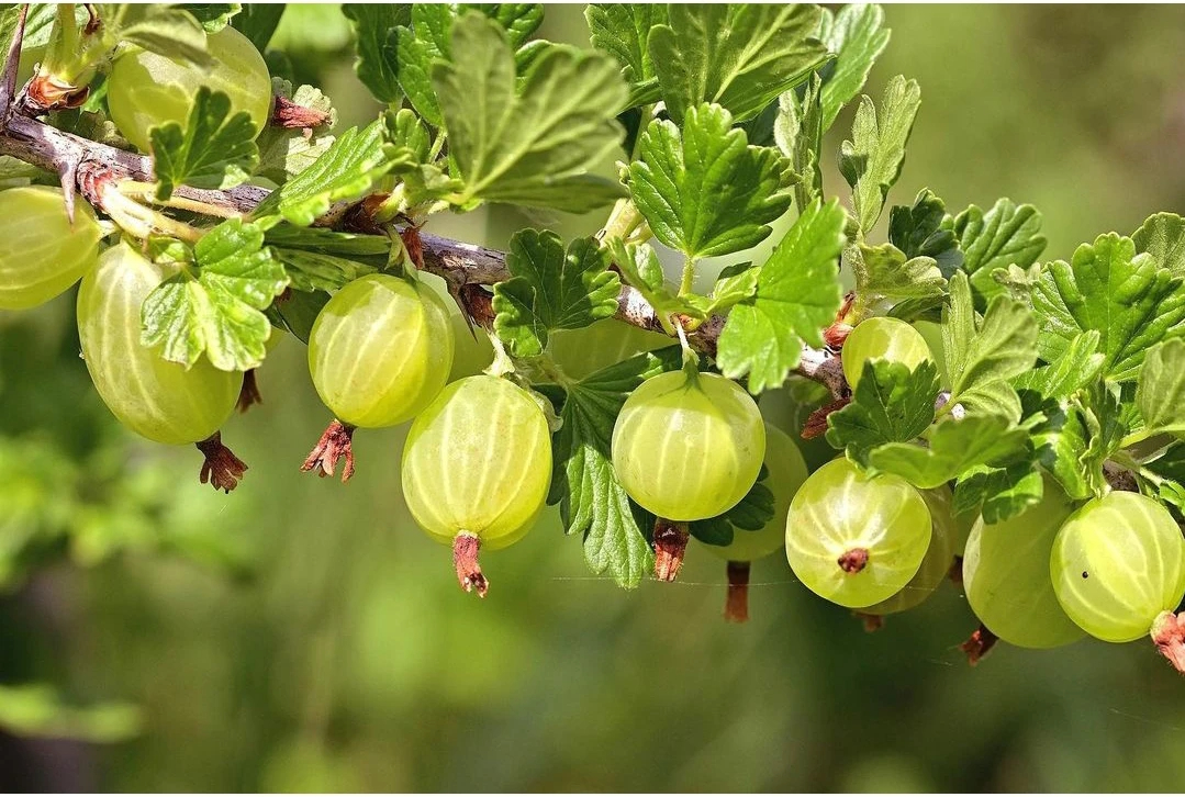 Плодово-Ягодные кустарники